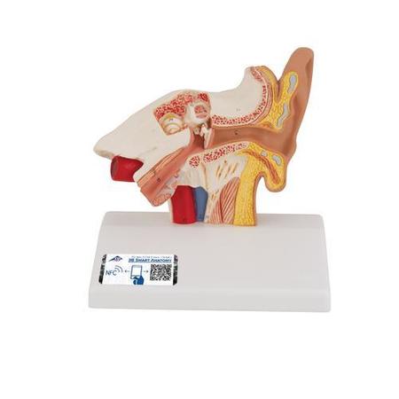 3B SCIENTIFIC Desktop Ear Model, 1.5 times - w/ 3B Smart Anatomy 1000252